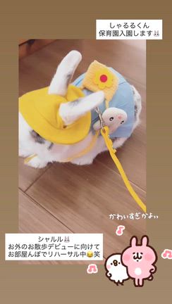 【わがやのミニうさぎのシャルルくん♡うさんぽデビュー間近です】の記事動画
