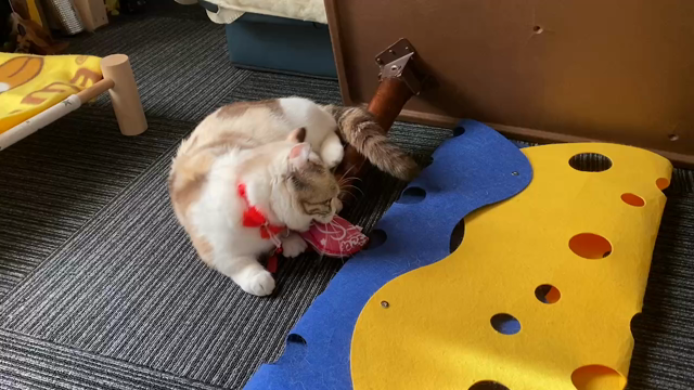 猫ガチャ＆犬ガチャの記事動画