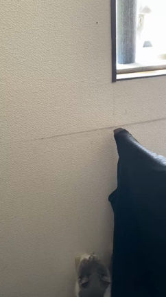 遅ればせながら猫紹介です❗の記事動画