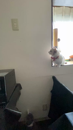 遅ればせながら猫紹介です❗の記事動画