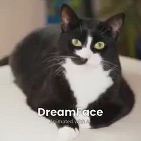見て見て〜猫ちゃんだよ〜Part-2の画像
