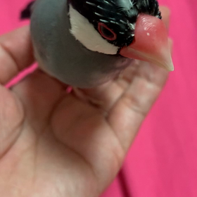 1日遅れの文鳥の日。の画像
