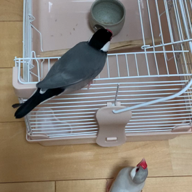 ブログ始めて2年が経ちました。の画像