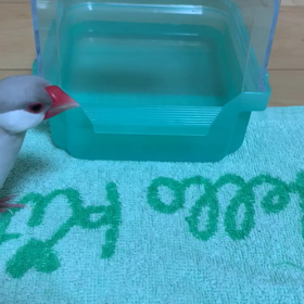 文鳥 ぶんとぎんの話 2019/10/4の画像