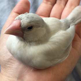 文鳥 ぶんとぎんの話の画像