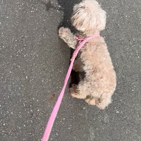 老犬のワクチンの画像