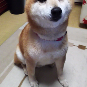 感謝の画像