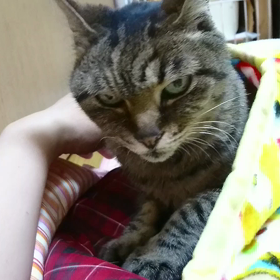 華ちゃん  動画の画像