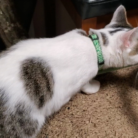 豆太は子猫好き❓️の画像