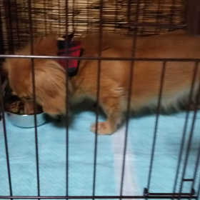 猛暑でもモナの食欲はモリモリwの画像