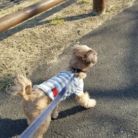 お散歩の画像