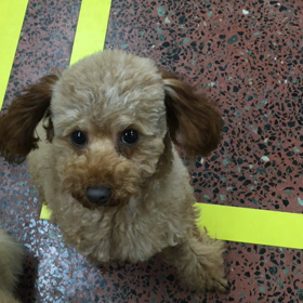 愛犬に教えておくべき基本トレーニング♪の画像