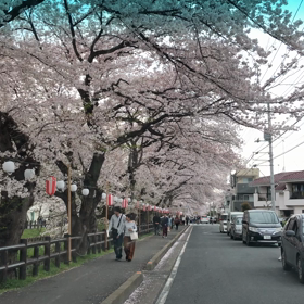 桜の画像