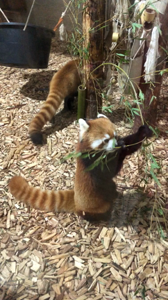 1泊2日　長野旅行☆彡の記事動画