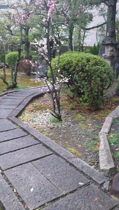 大きなキノコと梅の記事動画