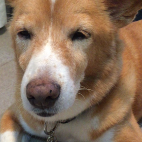 柴犬まるからの質問「あなたの「コンプレックス」は？」の画像