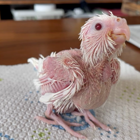 春雛生まれていますの画像