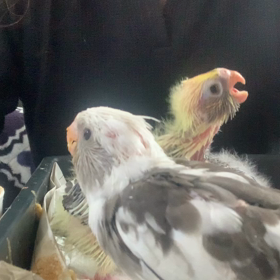 秋雛？冬雛？オカメインコの雛が育っていますの画像