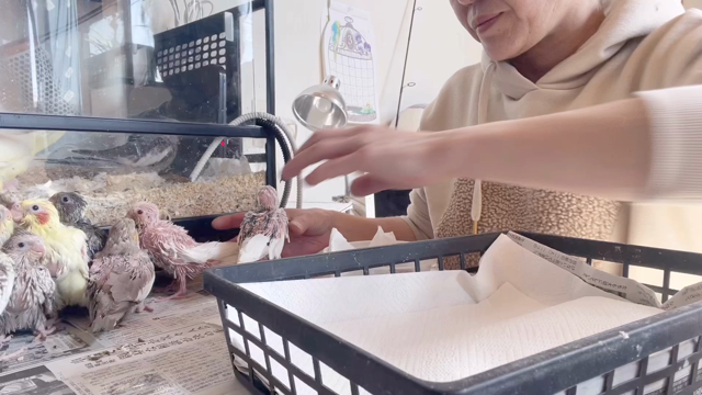 春雛　10羽のご紹介です！の記事動画