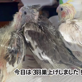 適齢期のオカメインコBaby 3羽　巣上げしました！の画像
