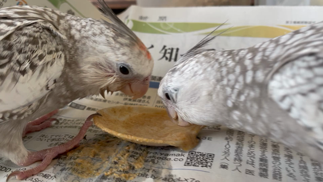 オカメインコ雛　② お迎え待っていますの記事動画