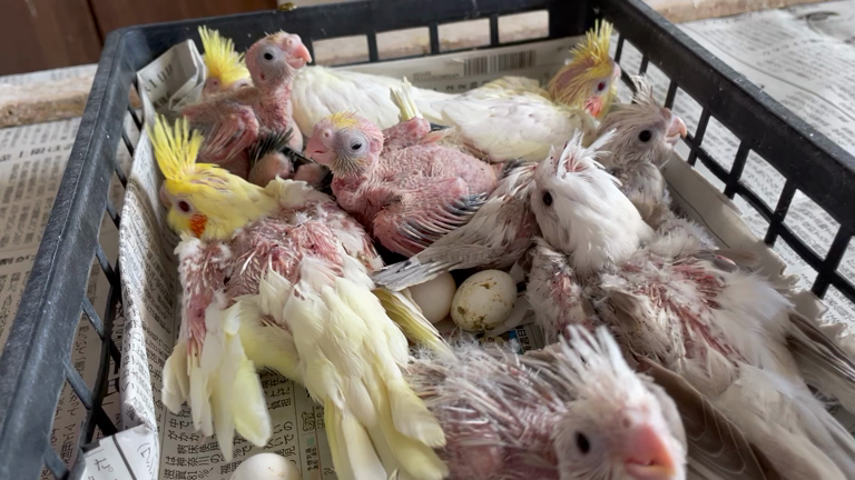 第２弾オカメインコの雛ちゃん　巣上げしました‼︎の記事動画