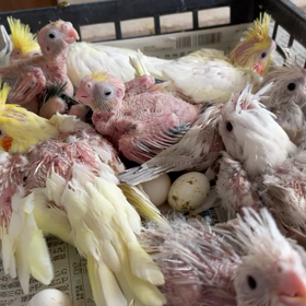 第２弾オカメインコの雛ちゃん　巣上げしました‼︎の画像