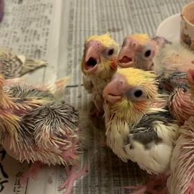 オカメインコの雛　お迎え待っていますよの画像