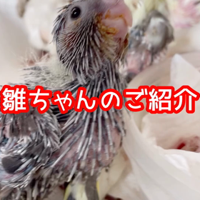 春雛のご紹介　お迎え待っています！の画像