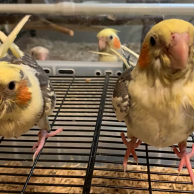 オカメインコの雛　オーナーさん募集中ですの画像