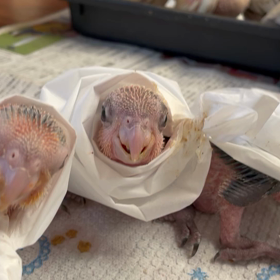 シロハラBabyが生まれましたの画像