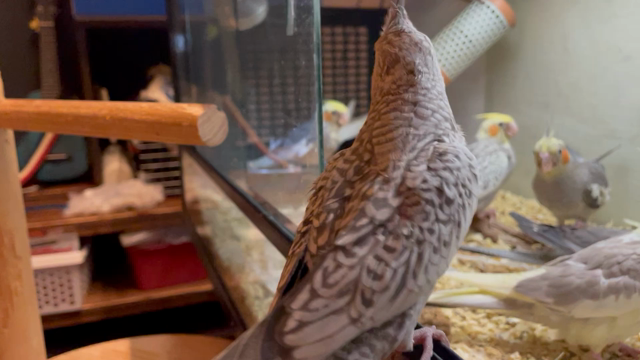 1人餌前　オカメインコ雛の記事動画