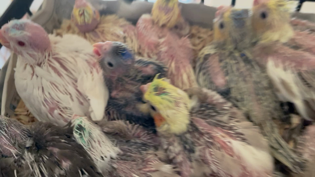 オカメインコの雛っこ巣上したんだけどの記事動画