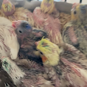 オカメインコの雛っこ巣上したんだけどの画像