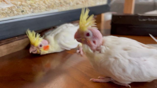 オカメインコ雛ルチノー巣上げしました　の記事動画