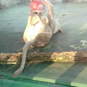 久しぶりのサファリパークの画像