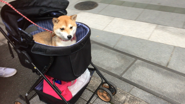 リフレッシュの記事動画