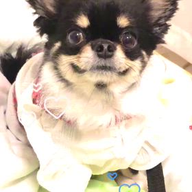 チワワのぷぅU^ェ^Uちゃん の画像