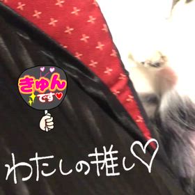 チワワのぷぅU^ェ^Uちゃんの画像