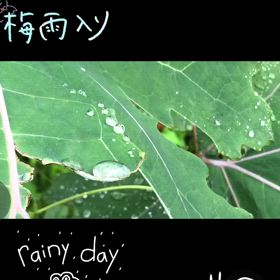 チワワのぷぅU^ェ^Uちゃんの画像