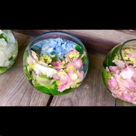 チワワのぷぅU^ェ^Uちゃんの画像