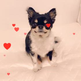 チワワのぷぅU^ェ^Uちゃんの画像