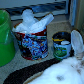 くわえるうさぎの画像