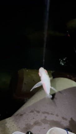 アジを食べたくなって志賀島の記事動画