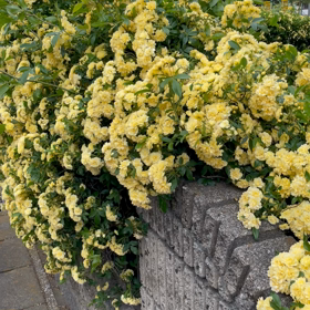 木工薔薇の画像