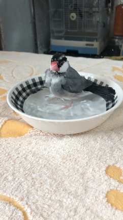 スーパースロー水浴びの記事動画