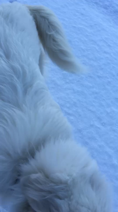 生まれて初めての雪❄️の記事動画