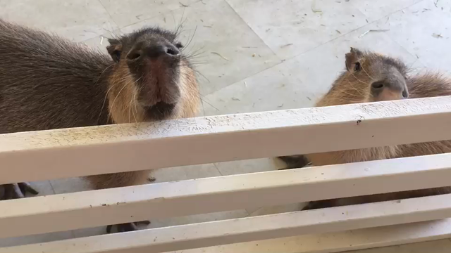 なでなでして見て下さい❤️の記事動画