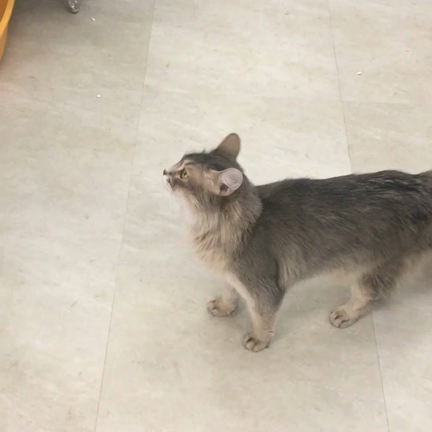 ネコの日の記事動画