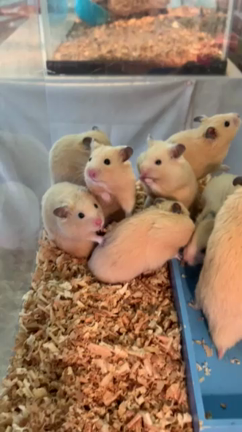 ゴールデンハムスターの記事動画